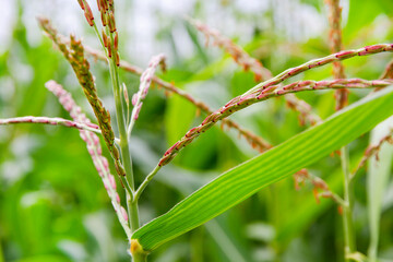 Photo of corn in the field. Corn panicle tassels and leaves. Macrophotography of ripe corn