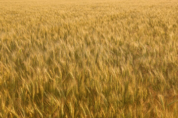 Beautiful agricultural field with ripening wheat crop