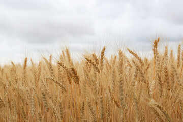 Beautiful ripe wheat spikes in agricultural field
