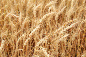 Beautiful ripe wheat spikes in agricultural field