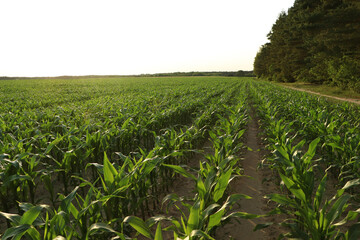 Beautiful agricultural field with green corn plants on sunny day
