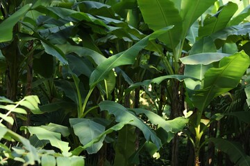Obraz premium Fresh green banana plants growing in tropical forest