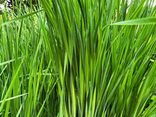 Closeup view of green grass growing outdoors