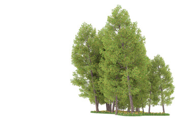 Forest on transparent background. 3d rendering - illustration