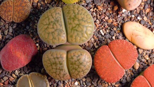 Mesembs (Lithops gesinae) South African plant from Namibia in the botanical collection of supersucculent plants