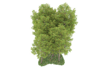 Forest on transparent background. 3d rendering - illustration