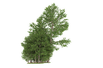 Fototapeta premium Forest on transparent background. 3d rendering - illustration