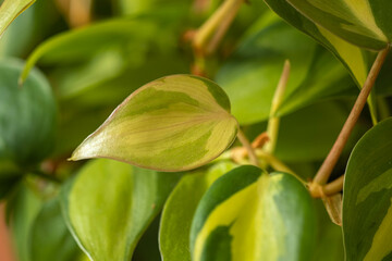 Close up colorful leaves Philodendron Brasil is a trailing houseplant in the interior. Blur and selective focus.