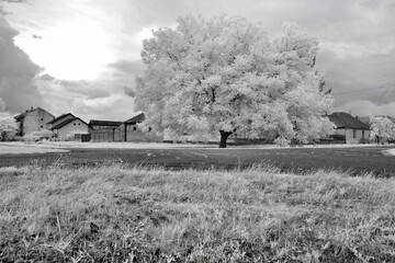 Landscape with a tree in my village Krajisnik.