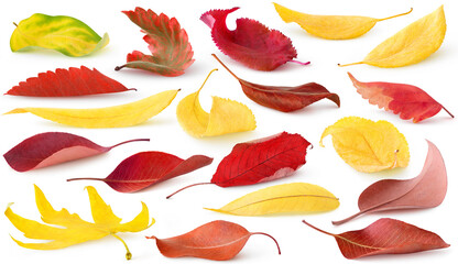 Isolated fallen autumn leaves. Collection of red and yellow leaves of trees and shrubs lying on the ground isolated on white background