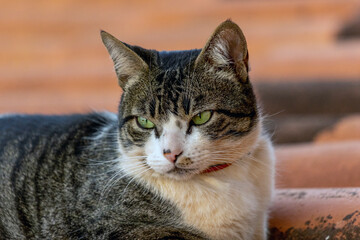 Cat on the roof. A gray and white spotted male cat sunbathing on the roof. Animal world. Pet lover.Cat lover. American Wirehair.