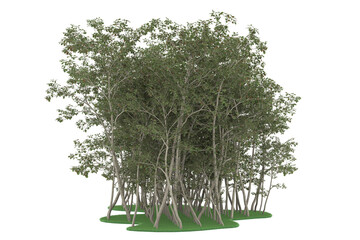 Forest on transparent background. 3d rendering - illustration