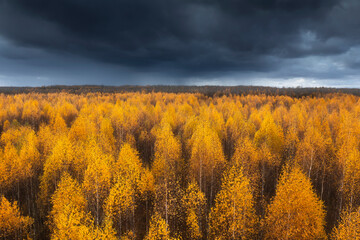 Autumn forest in yellow colors - 524922632
