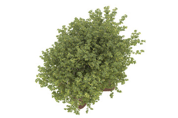 Forest on transparent background. 3d rendering - illustration