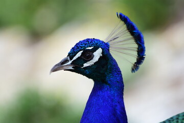 Portrait d'un paon