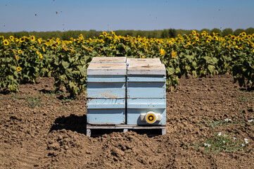 Photo of an aviary box in front of a sunflower field in Esparto, California, in the state's...