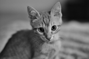 Portrait d'un chaton en noir et blanc