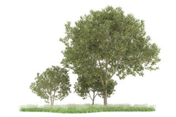 Fototapeta premium Forest on transparent background. 3d rendering - illustration