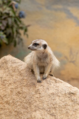 The meerkat stands on its hind legs. The meerkat sitting. Cute animal in nature. Small animal in the wild nature. Small mammal suricate suricata