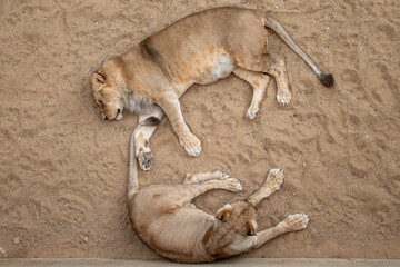 Two lions are lying. Lion and lioness on the sand. Lions on the ground. View of the lions from above. Shooting lions from above. Wild animals in nature. Wildlife animal.