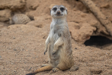 Meerkat looks at the camera. The meerkat stands on its hind legs. The meerkat sitting. Cute animal in nature. Small animal in the wild nature. Small mammal suricate suricata