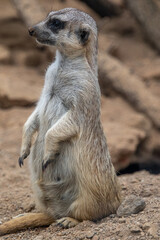 The meerkat stands on its hind legs. The meerkat sitting. Cute animal in nature. Small animal in the wild nature. Small mammal suricate suricata