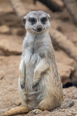 Meerkat looks at the camera. The meerkat stands on its hind legs. The meerkat sitting. Cute animal in nature. Small animal in the wild nature. Small mammal suricate suricata