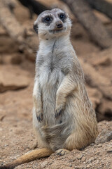 Meerkat looks at the camera. The meerkat stands on its hind legs. The meerkat sitting. Cute animal in nature. Small animal in the wild nature. Small mammal suricate suricata