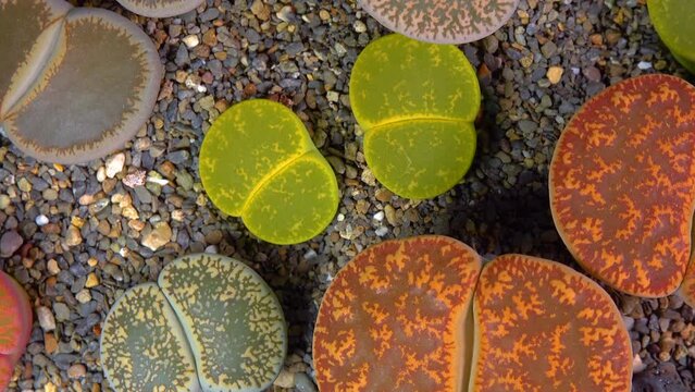 Mesembs (Lithops lesliei) South African plant from Namibia in the botanical collection of supersucculent plants