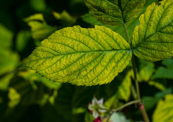 Green leaf of Ribes rubrum