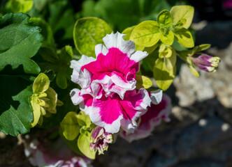 Detail of blooming pink flower