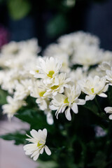 Close-up of a bouquet of white chrysanthemum flowers.white chrysanthemum flowers with space for text. garden chrysanthemum