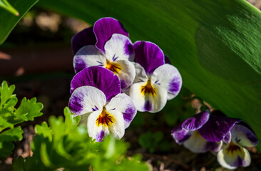 Detail of a flower of Viola x wittrockiana Gams ex Kappert