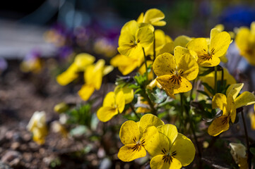 Detail of a flower of Viola tricolor