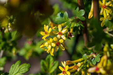 Detail of a blooming pink flower Ribes aureum Pursh