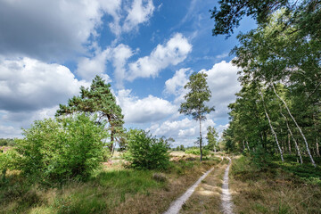 Tongerense heide,  Epe, Gelderland province, The Netherlands