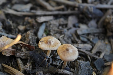 mushrooms in the forest