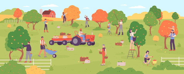 People picking apples. Farmers gathering harvest apple tree in orchard production, family pick out healthy ripe autumn fruits garden agriculture crop, garish vector illustration