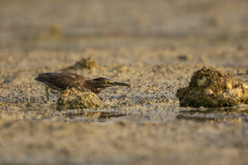 Juvenile striated heron or mangrove heron