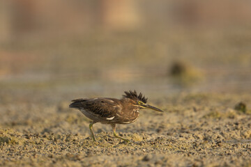 Juvenile Striated Heron