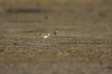 Common greenshank at Arad wetlands, Bahrain