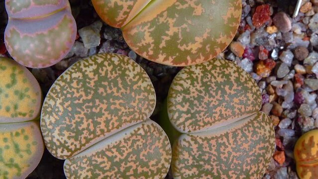 Mesembs (Lithops lesliei) South African plant from Namibia in the botanical collection of supersucculent plants