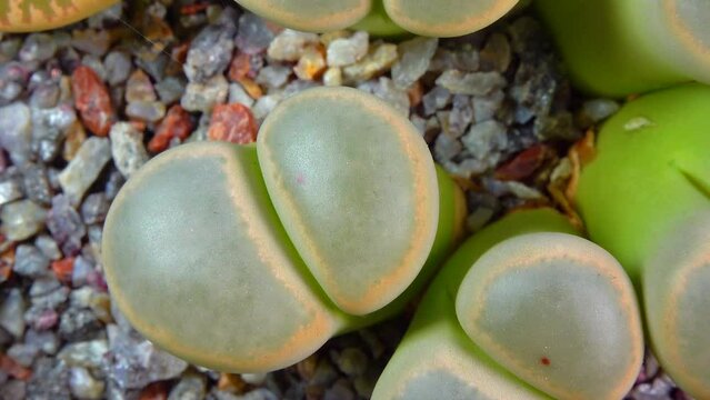 Mesembs (Lithops dinteri) South African plant from Namibia in the botanical collection of supersucculent plants
