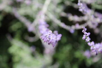 flowers in the garden