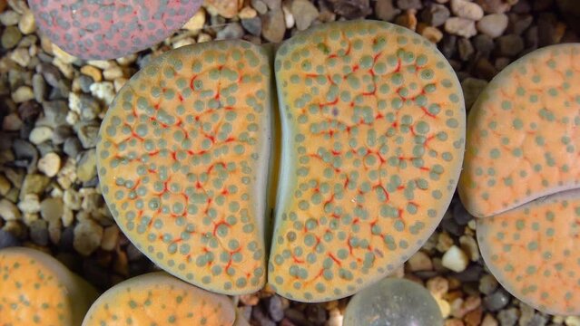 Mesembs (Lithops fulviceps) South African plant from Namibia in the botanical collection of supersucculent plants