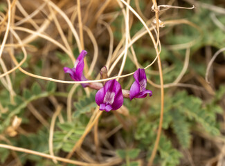 Tiny Purple Iris Blooms In Desert