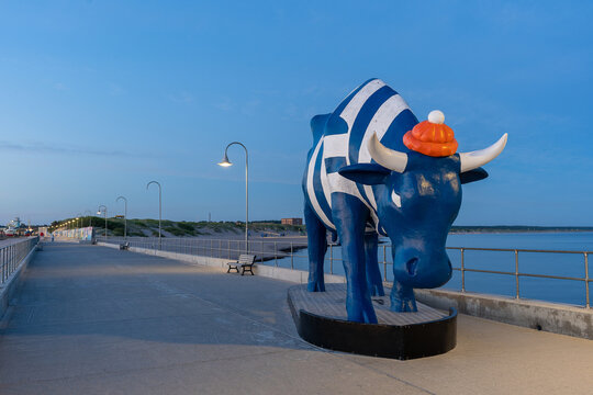 Sailor cow.