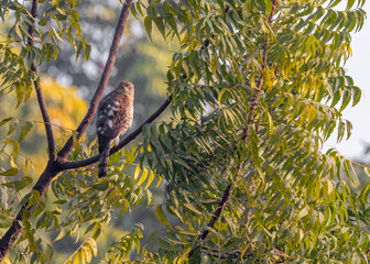A Shikra Looking back from a branch