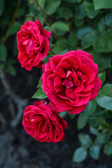Beautiful red rose flowers blooming outdoors, closeup