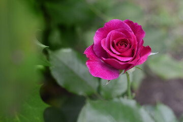 Beautiful violet rose flower blooming outdoors, closeup. Space for text